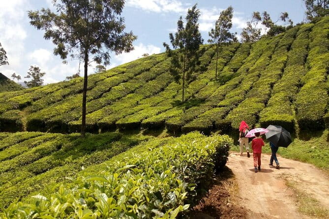 munnar Plantation Walk