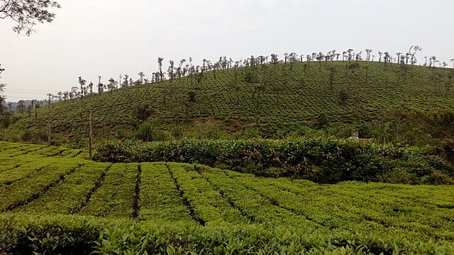 Estate in Coorg,Karnataka

