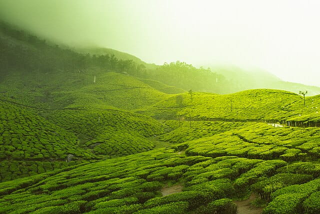 Tea plantations in Kannan Devan Hills, Idukki district, Kerala, India

