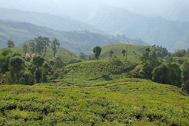 Tea plantations in Darjeeling