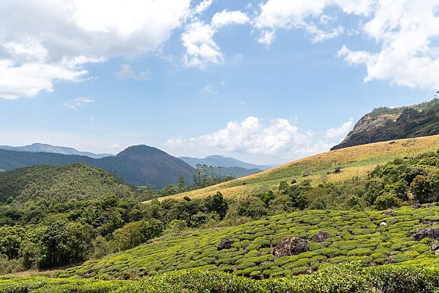 Eravikulam National Park - Munnar - Tea Plantations