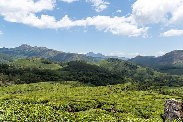 Eravikulam National Park - Munnar - Tea Plantations