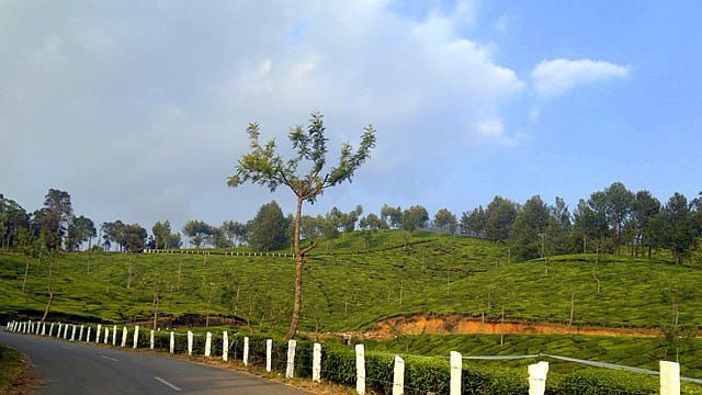 Kannan Devan Hills, Kerala, India