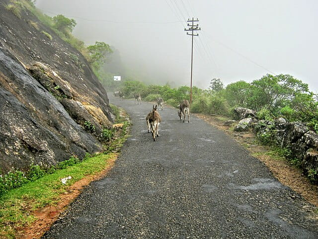 Kerala munnar mountain top
