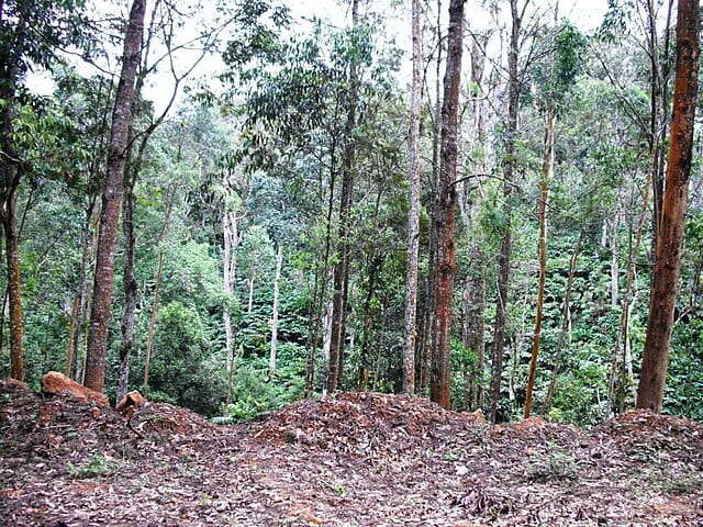 Mathikattan Shola National Park