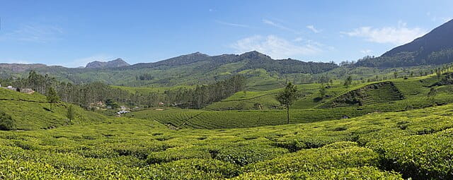 Munnar / Kerala - Lockhart tea plantation