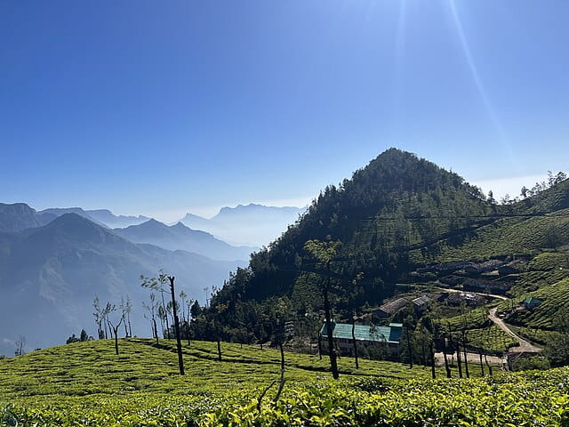 Tea plantations at the Kolukkumalai settlement in Kottagudi