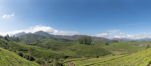 Munnar - Tea Plantations