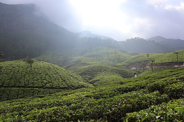 Tea plantations in the southern Kannan Devan Hills village, Kerala.