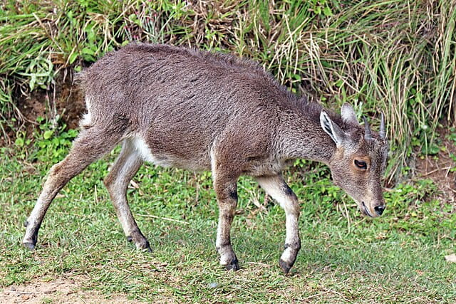 Nilgiri tahr (Nilgiritragus hylocrius) juvenile, Eravikulam National Park, Kerala, India