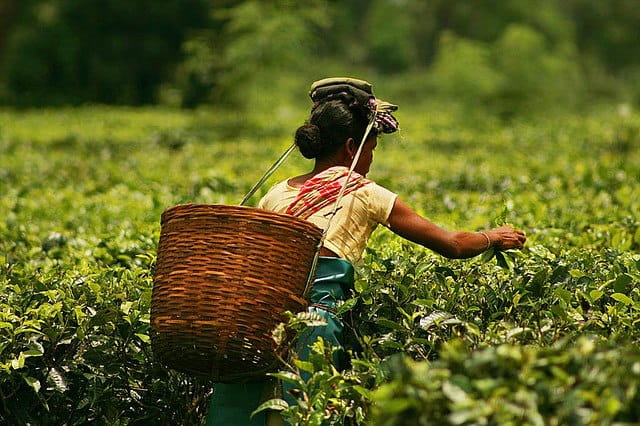 Tea Plucking