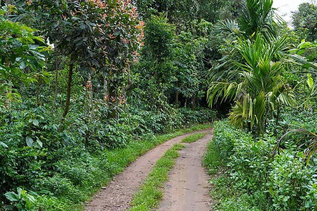 Coffee estate road, Inakanahalli, Coorg, Karnataka, India

