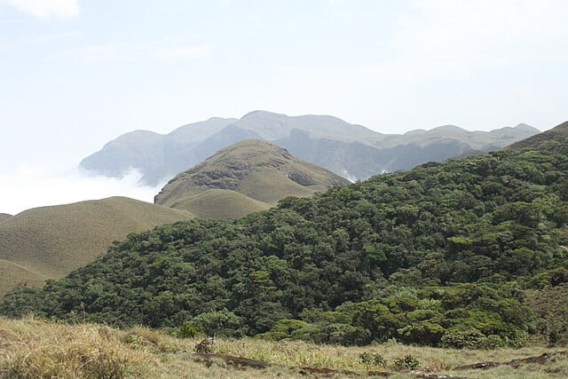 Shola Forest Silent valley NP
