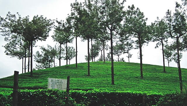Tea plantation in Munnar town in Idukki district of Kerala