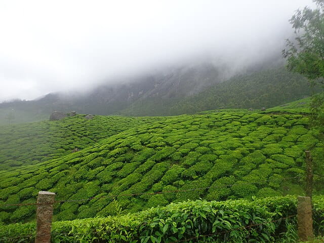 Munnar Cardamom