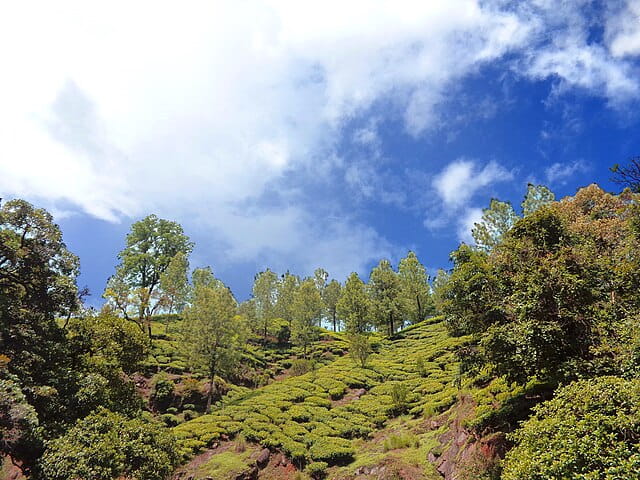 Tea plantations in Kannan Devan Hills