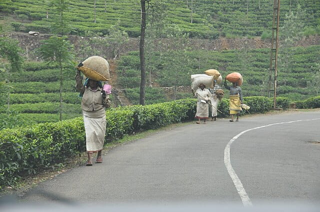 people carrying freshly plucked tea leats
