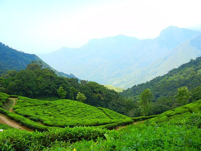 The Kanan Devan Hills (Tea estates) of Munnar, Kerala
