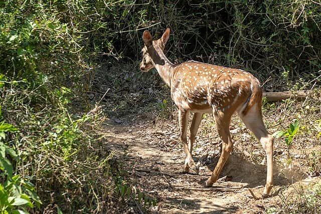 Wayanad Wildlife Sanctuary