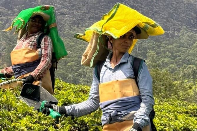 Chithirapuram Tea Plucking