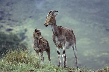 Nilgiri Tahr