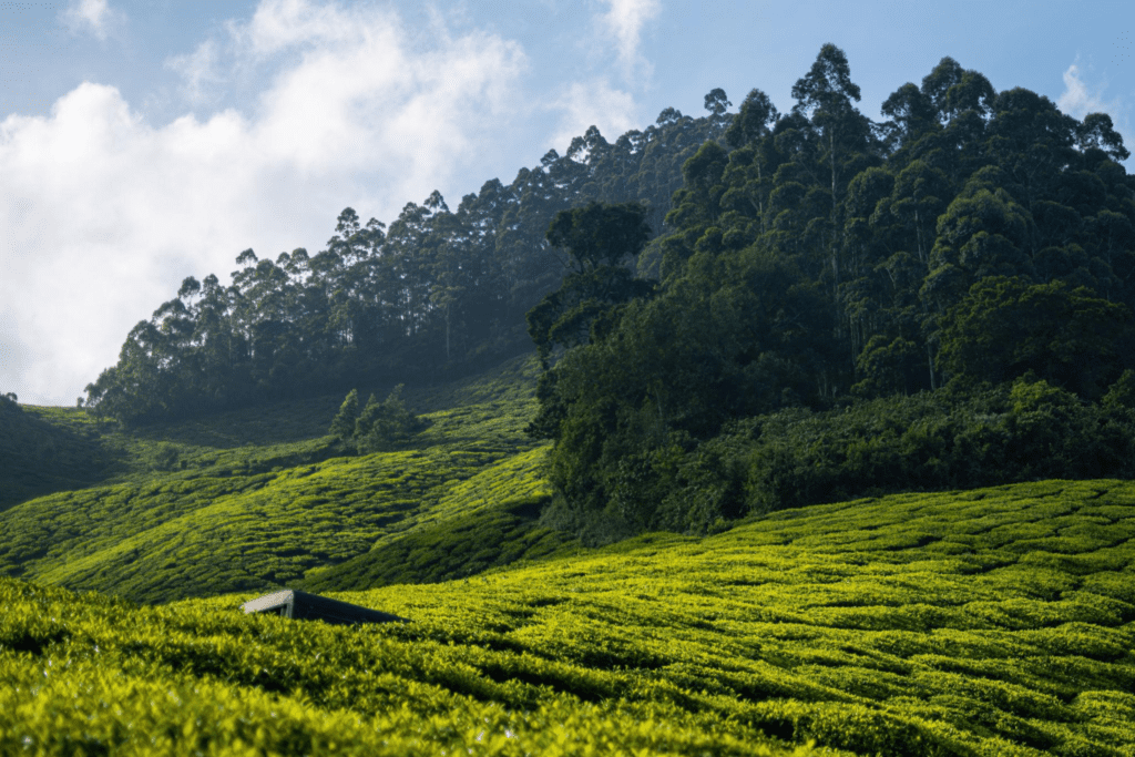 Beautiful panoramic view of tea plantations from Kolukkumailai