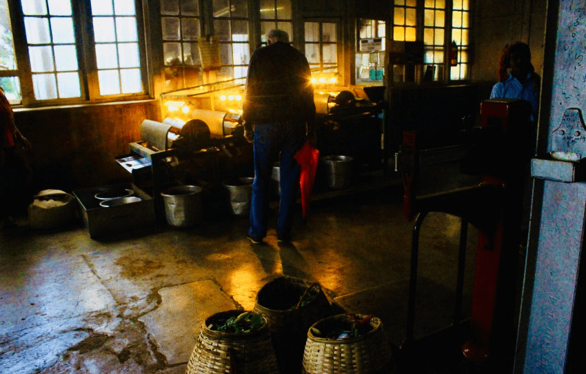 Old British-Era Tea Factory