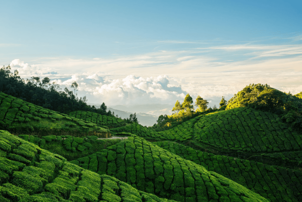 Green hills of Kolukkumalai tea plantations in Munnar