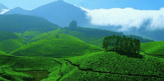 Munnar’s hills