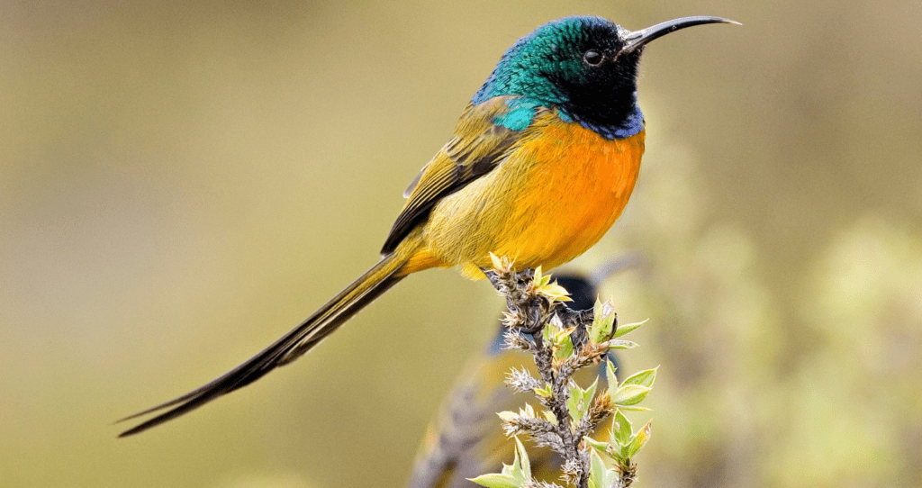 munnar Bird Watching