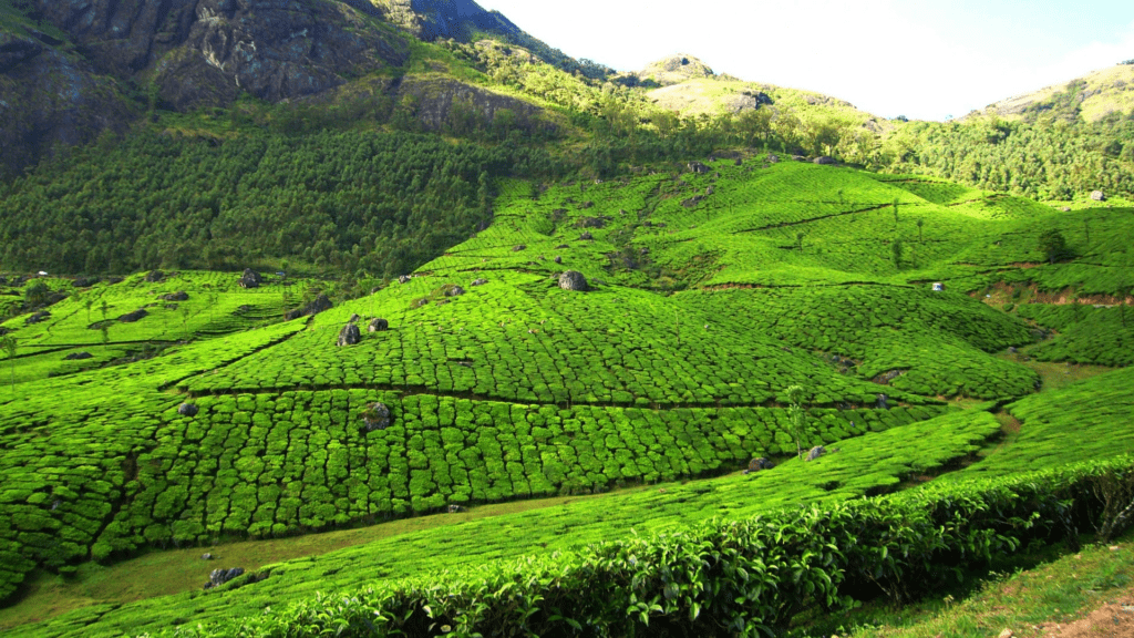 munnar monsoon