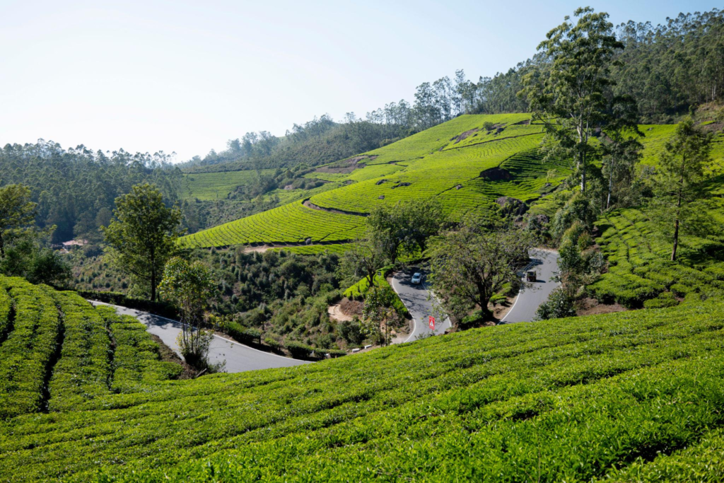 Pothamedu View Point