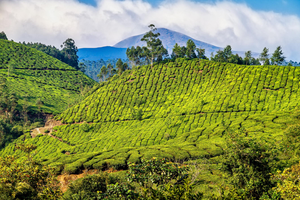Tea plantations in Munnar, Kerala, India. Stunning views of green hills with blue sky