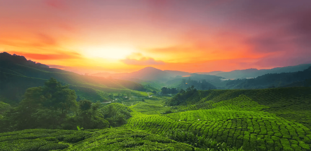 munnar Tea Estate