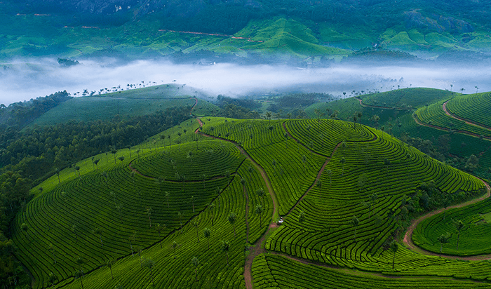 Lockhart Tea Estate