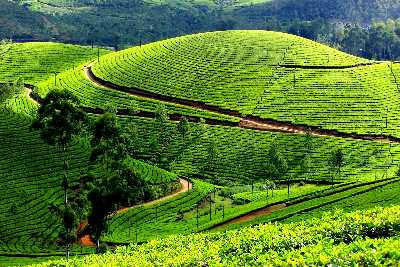 Pallivasal Tea Estate