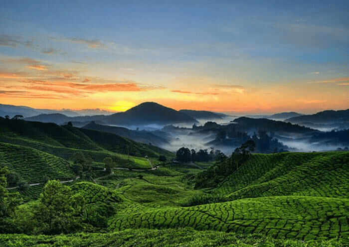 Devikulam Tea Plantations