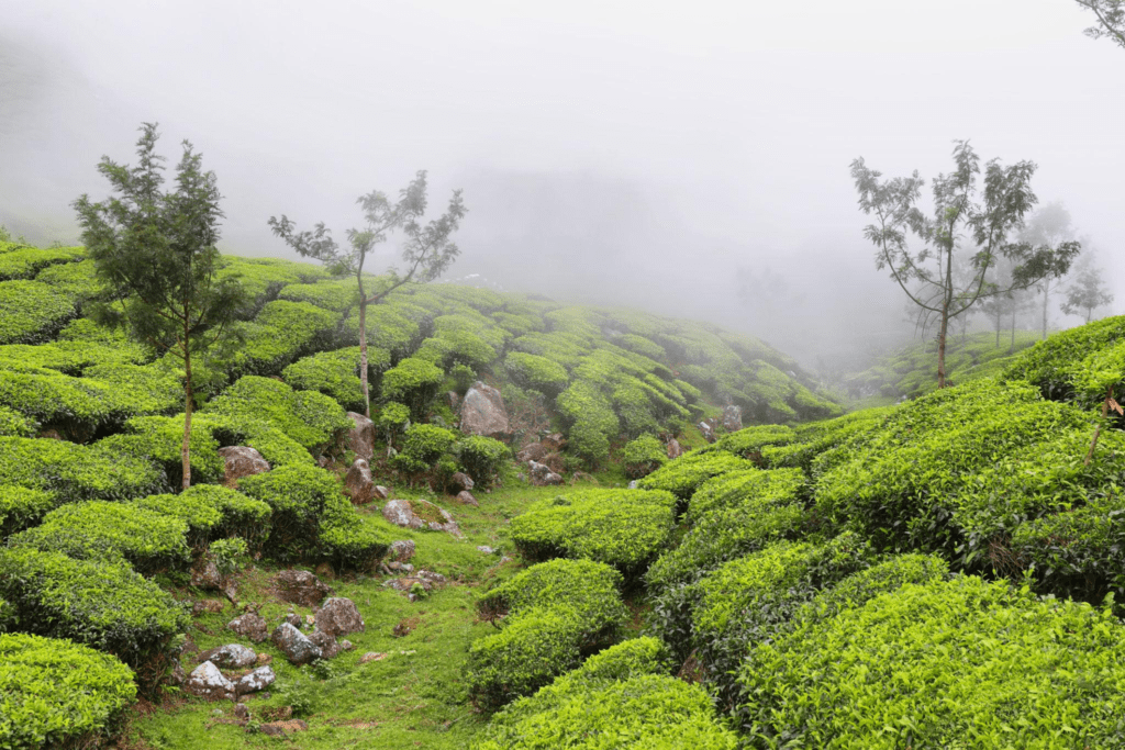 Kolukkumalai Tea Estate