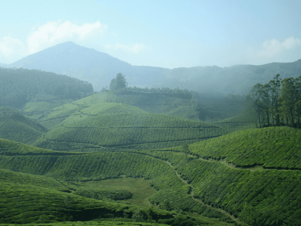Tata Tea, Tea Gardens, Munnar