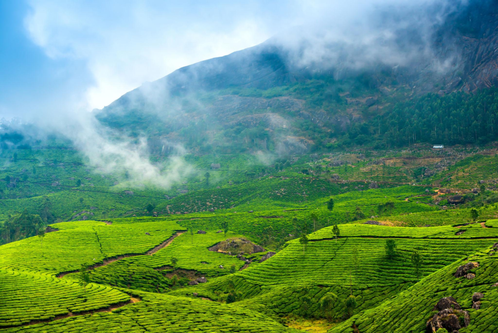 green tea plantations with fog early in the morning, Munnar
