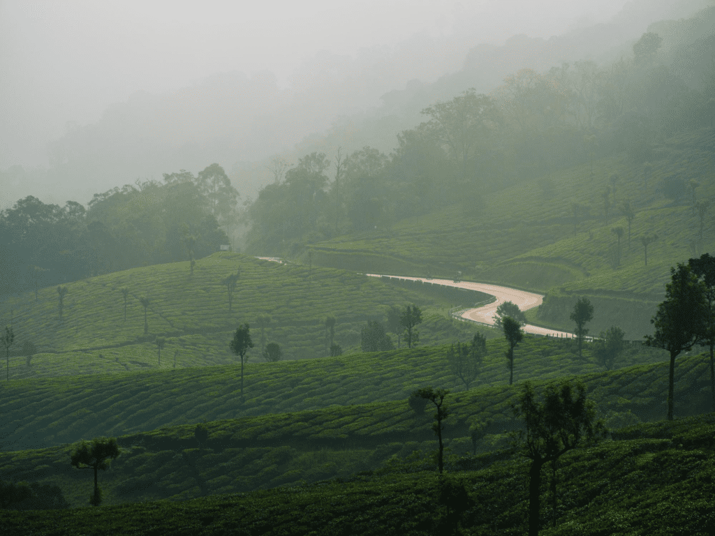 Scenic view of tea plantations in Munnar on cloudy morning