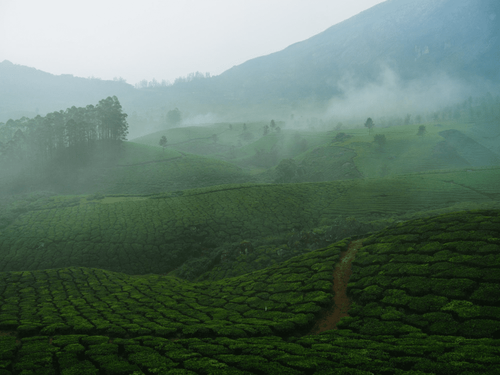 Scenic view of tea plantations in Munnar on cloudy morning
