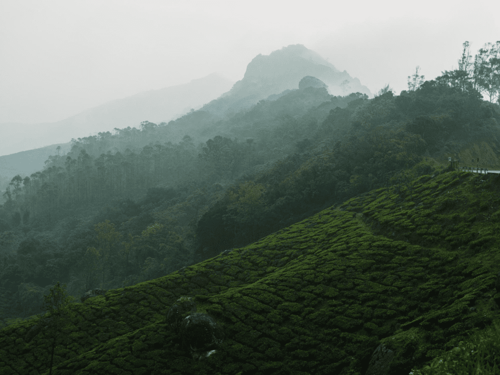 Soft Fog Over Rolling Hills