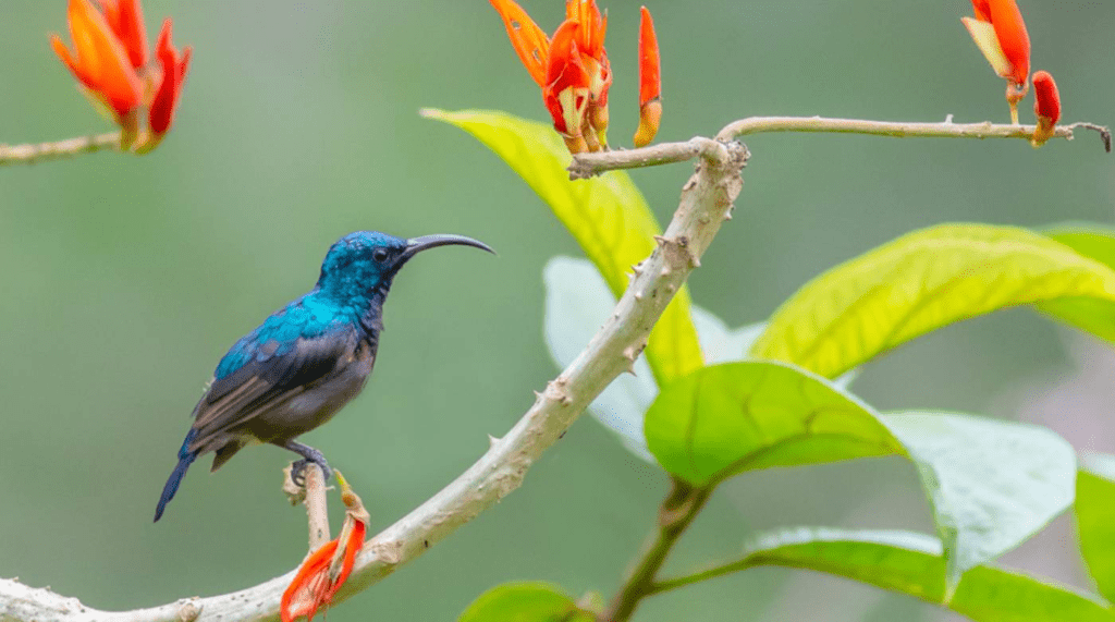 bird watching munnar