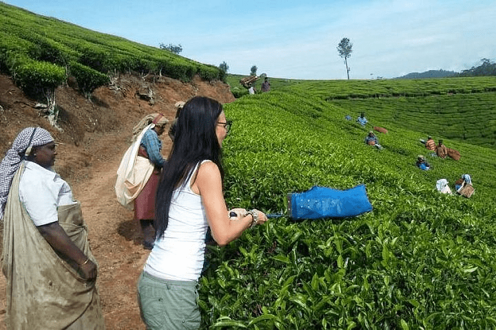 Learn About Tea Cultivation