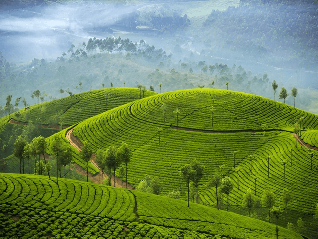 Kerala Tea Garden