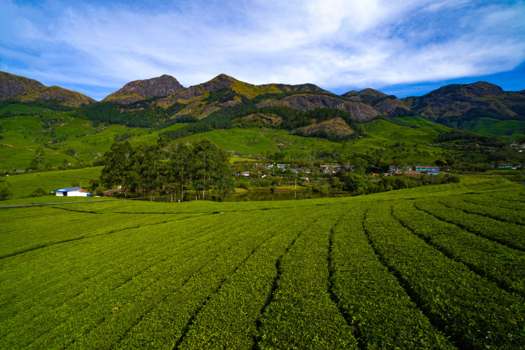 Suryanelli Tea Plantations