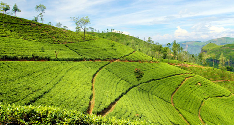 Kolukkumalai Tea Estate