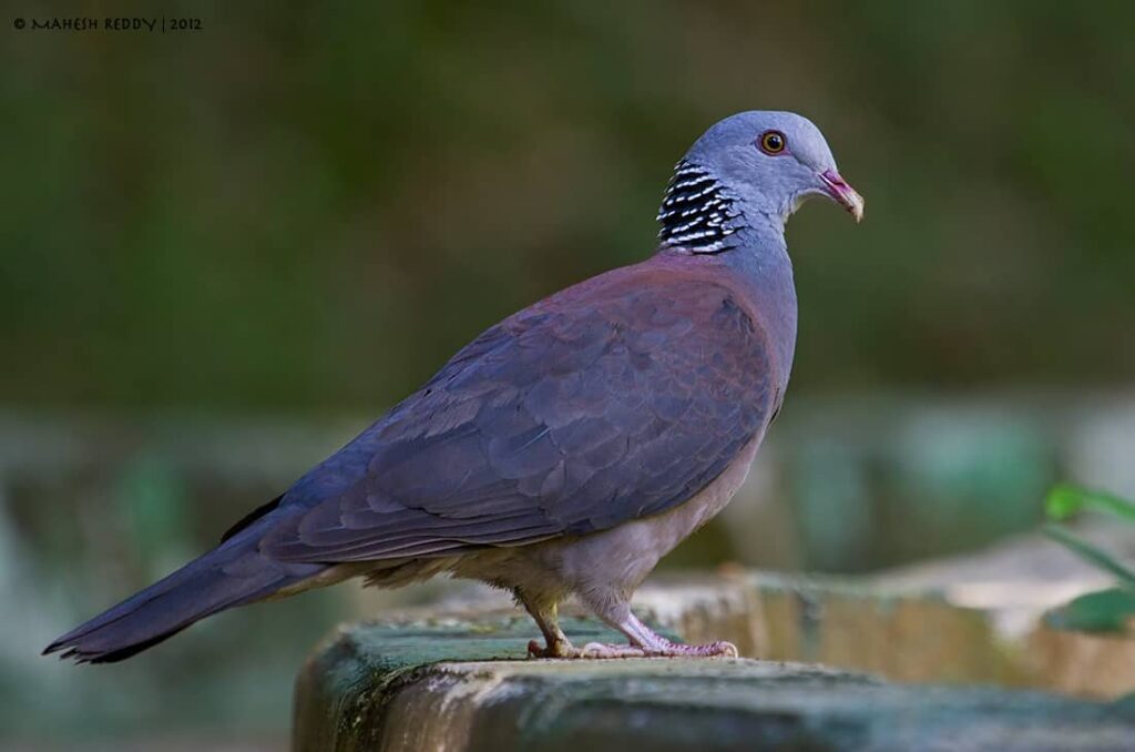 nilgiri wood pigeon