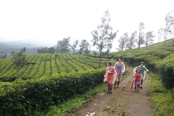 Evening walk in Munnar